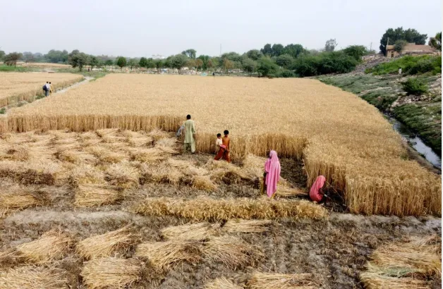 Pakistan's Crop Production